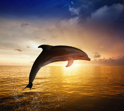 Dolphin: Joy, Clarity & Synchronicity | Power Animals Unleashed (POW33)