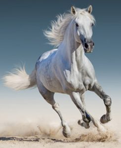 white-horse400-2